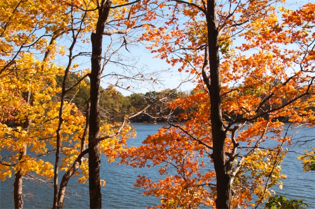 Fall colors-Ceasar Creek 8-trees and lake